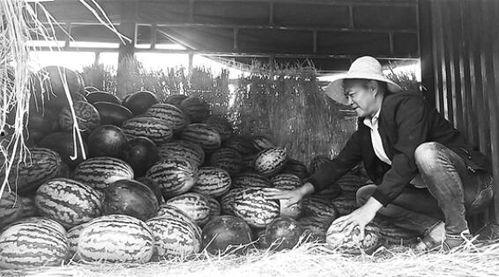 秦安吃瓜群众事件视频,网络围观下的社会现象解析