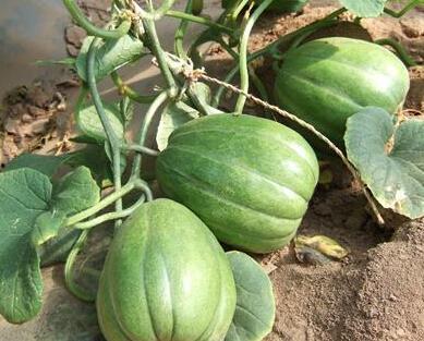 吃沙白瓜的季节,清凉解暑的甜蜜诱惑